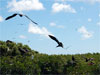 Frigate Birds and chicks, Barbuda