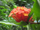 Flowers in Soufriere, St. Lucia