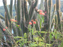 Cactus and Flowers, Bequia