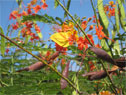 Butterfly and flowers in Bequia
