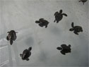 Baby turtles in the turtle sanctuary in Bequia