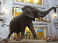 Smithsonian Elephant