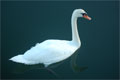 Swan a Swimmin'