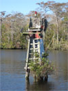 Osprey nest on daymark