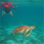 Susie and Turtle at Tobago Cays