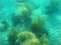 Soft corals at Anse Chastanet