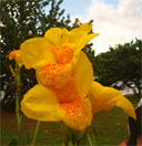 Flowering ginger, Speyside, Tobago 