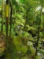 Rain Forest at El Yunque